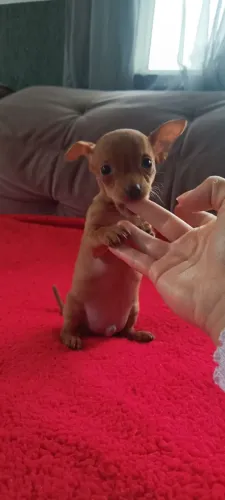 Pinscher machinho olhos verdes