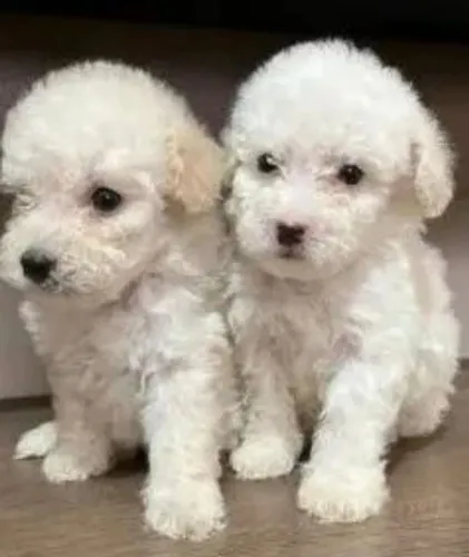 Poodle femea linda e sapeca