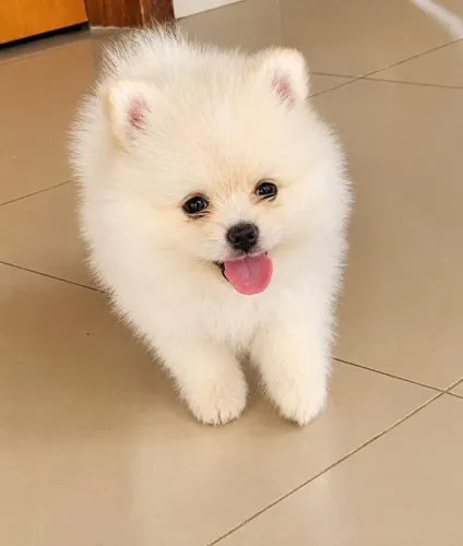 Filhotes Spitz Alemão Lulu da pomerânia