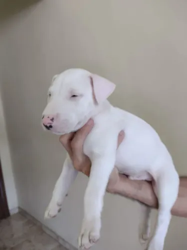 Filhotes de cachorro Bull Terrier 