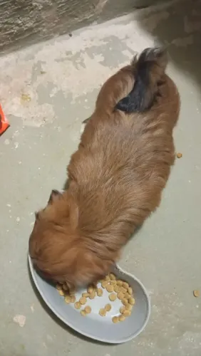 Filhote de SHIH-TZU
