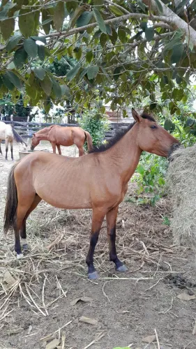 Vende-se cavalo manga-larga. Ou troco em bezerra de leite