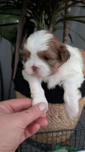 Shih Tzu/ Shitzu filhotes de porte pequeno com pedigree e garantias macho e fêmea