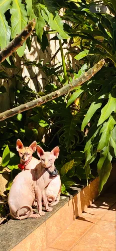 Gato sem pelo Sphynx casal