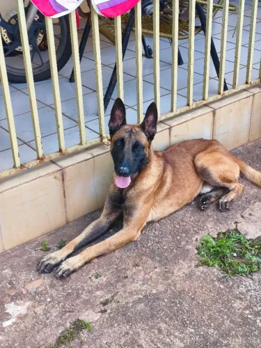 Pastor malinois macho 