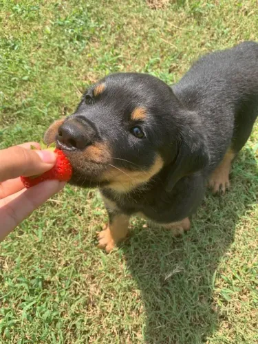 Rottweiler Seu próximo doguinho começa aqui