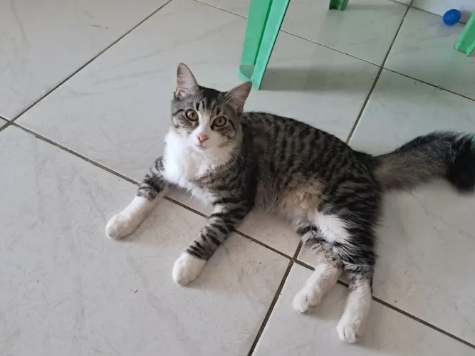 Doação Gato
