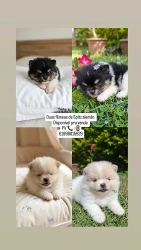 Vendo filhotes de Spitz alemão vacinados e vermífugados 
