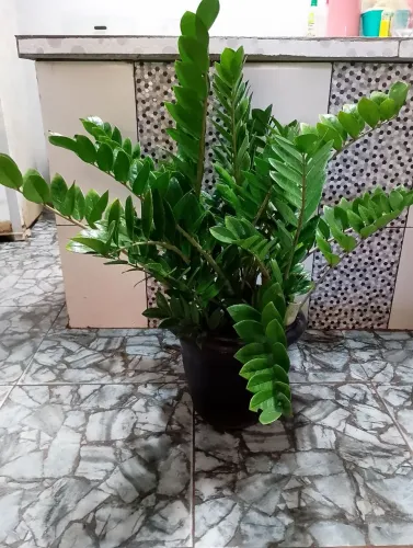 Zamiocuca 