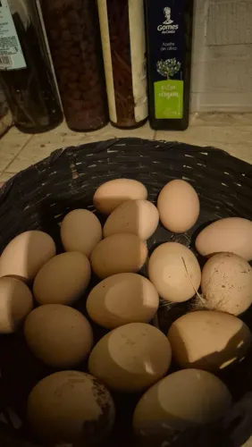 Vendo Ovos de Galinha Sertaneja Balão (GSB)