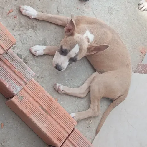 Pitbull american