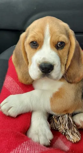 Beagle charmoso
