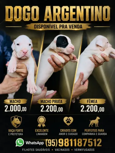 Dogo Argentino 