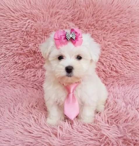 Maltês fêmea vacinada pequena