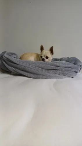 Chihuahaua macho disponível para cruza