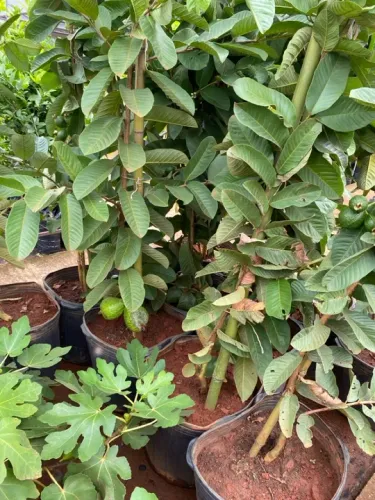 Muda de goiaba tailandesa