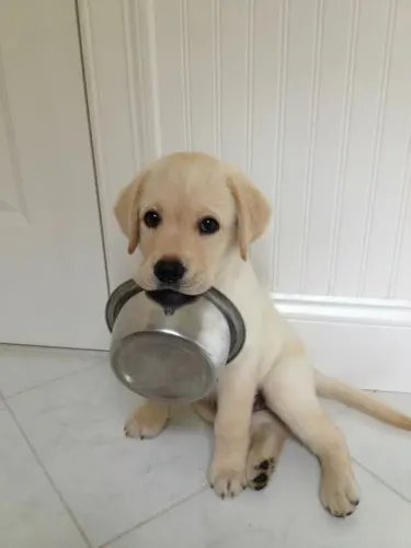 Filhote Labrador - lindíssimo