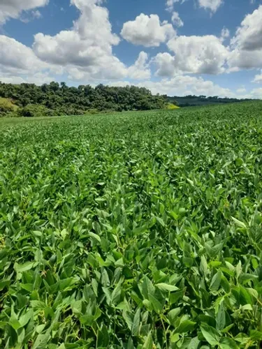 Sitio 15 alqueiro planta 11 por 200 mil o alqueiro
