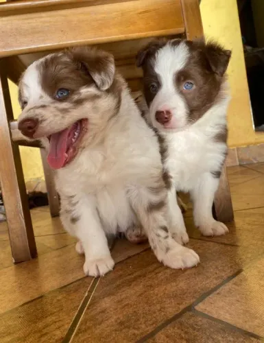 Border Collie Todas as raças com ganratia total de saude e veterinario gratuito.