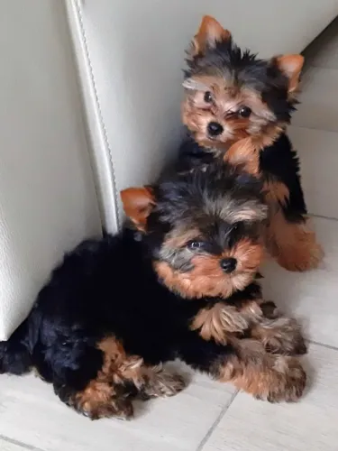 Yorkshire Filhote Alegre e Saudável