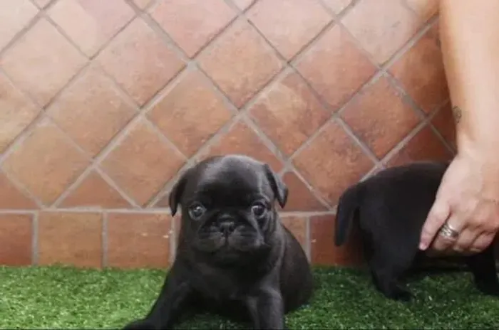 Filhote Pug, Filhotes que espalham amor por onde passam!