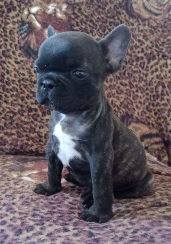 Bulldog Francês : Machos a Pronta Entrega 