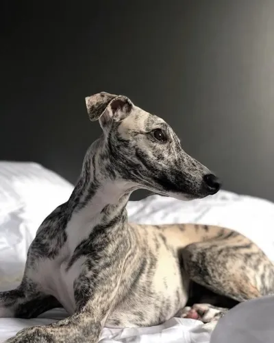Cachorro da Raça Whippet 