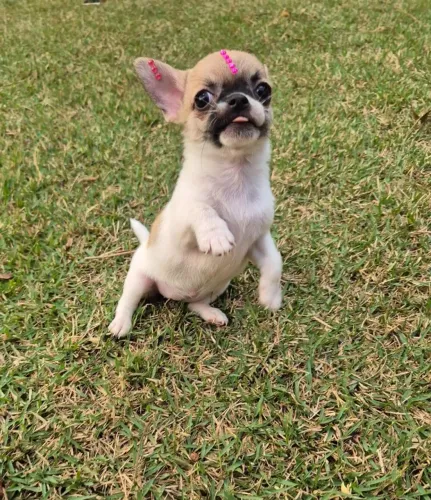 Chihuahua- Fêmea pelagem curta, com 67 dias, garantias em contrato- Dani