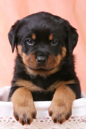 Filhote de Rottweiler à venda! ? 