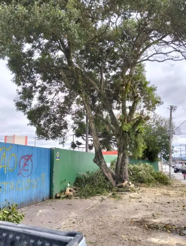 Jardinagem,poda de árvores