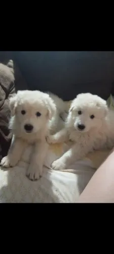 Filhotes de pastor maremano