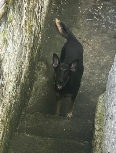 Estou doando cachorros adultos