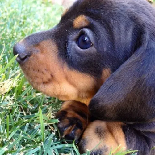 Basset Dachshund Filhotes Salsichinhas Fantásticos. 