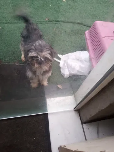 Doação de um cachorro Shitzu
