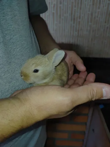Coelho bonito