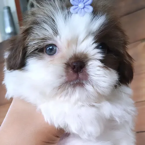 Filhotes shih-tzu fêmeas