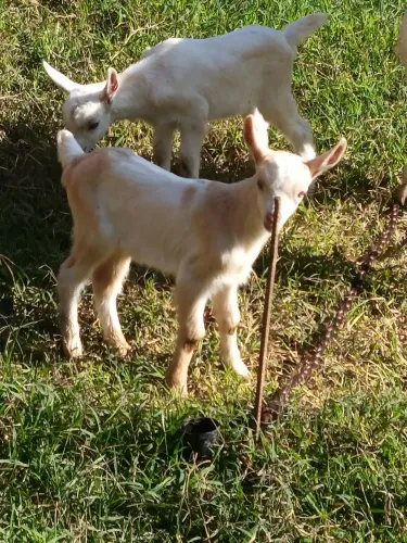 Cabrito