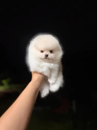 LULU DA POMERANIA URSINHOS!!!
