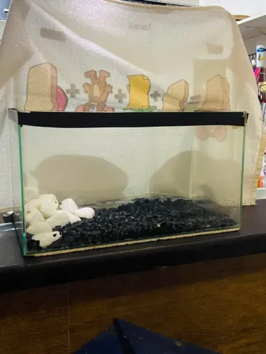 Aquário medio para peixes