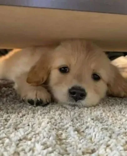 Filhotes de Golden Retriever | Amor para todos os instantes.