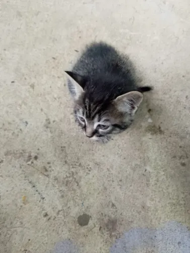 Gatinho para doação 