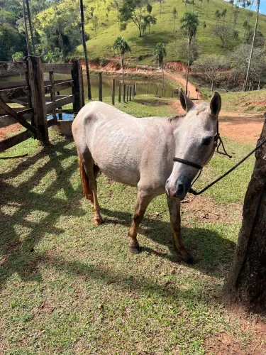 Piquira potra