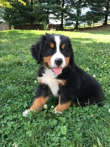 Bernese Presença que se torna parte do cenário