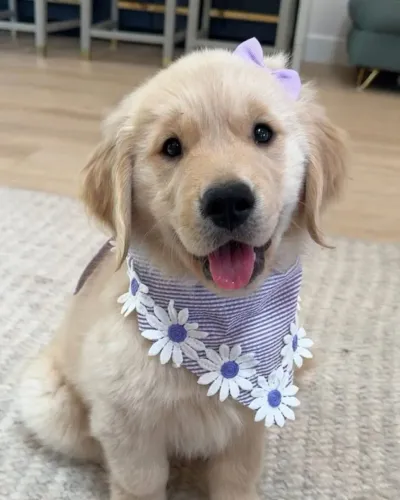 Bebezinho golden retriever com saúde e procedência garantida