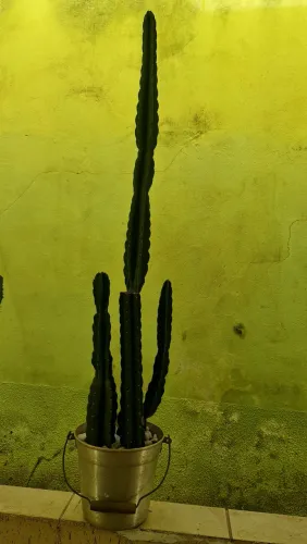 CACTOS MANDACARU