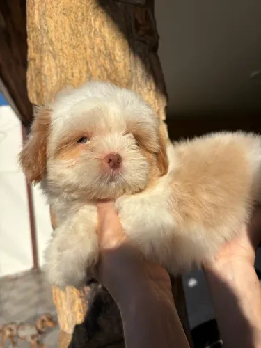 Filhote de shih tzu macho para entregar 