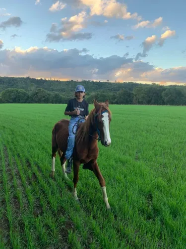 Cavalo mangalarga paulista