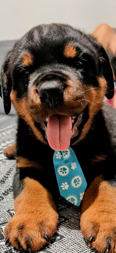 Filhotes de Rottweiler