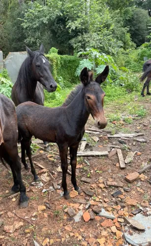 Burro de patrão preto , tá 3 meses de idade 