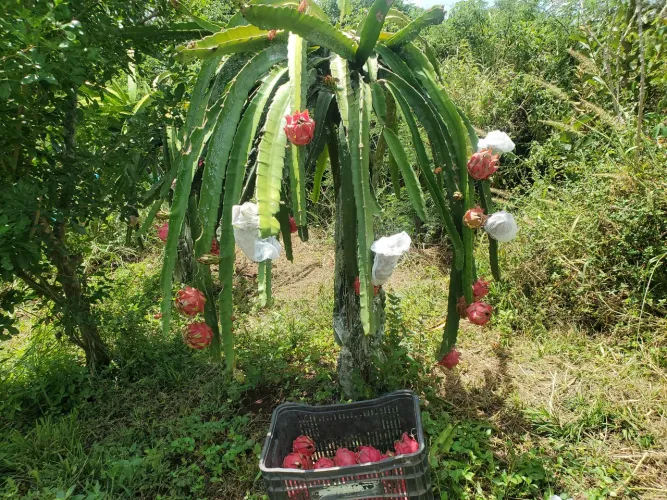 Mudas de pitaya polpa vermelha 